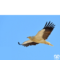 گونه کرکس مصری Egyptian Vulture